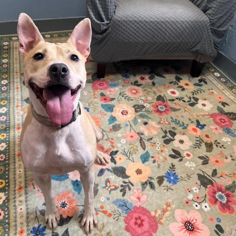 Tator Tot thumbnail 4