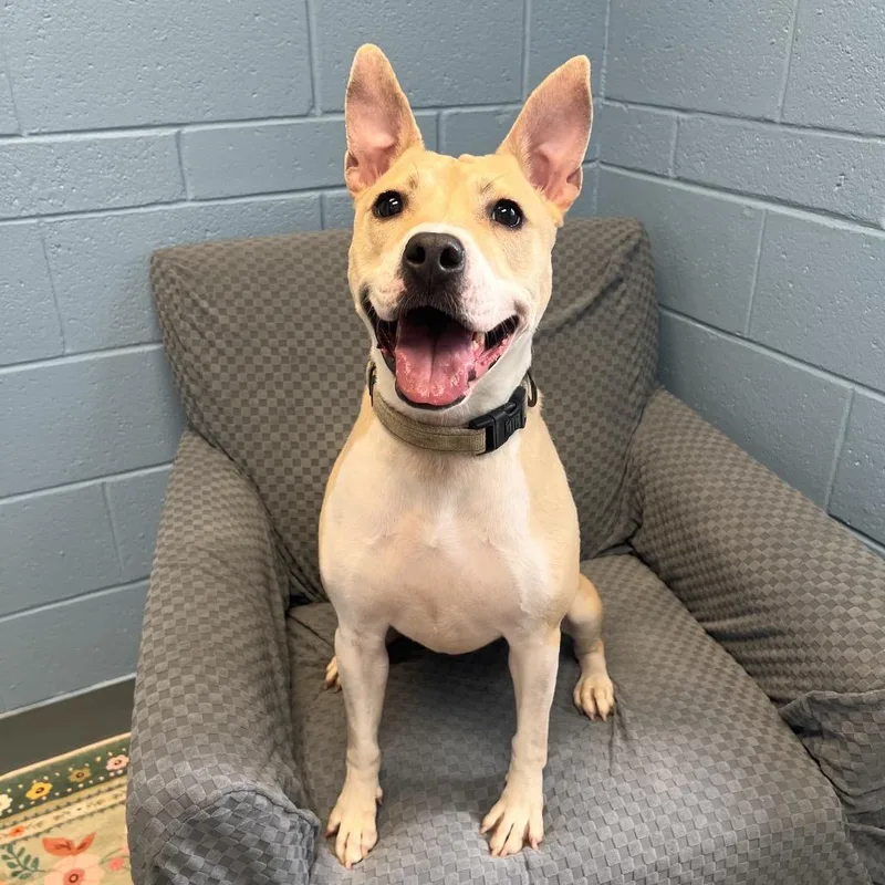 Tator Tot thumbnail 5