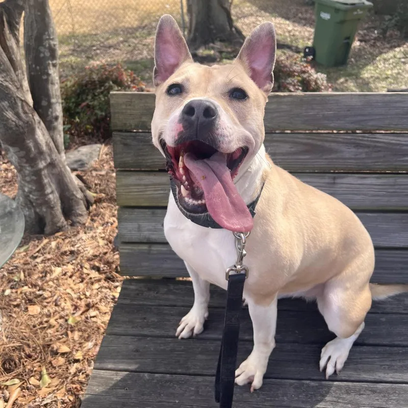 Tator Tot thumbnail 6