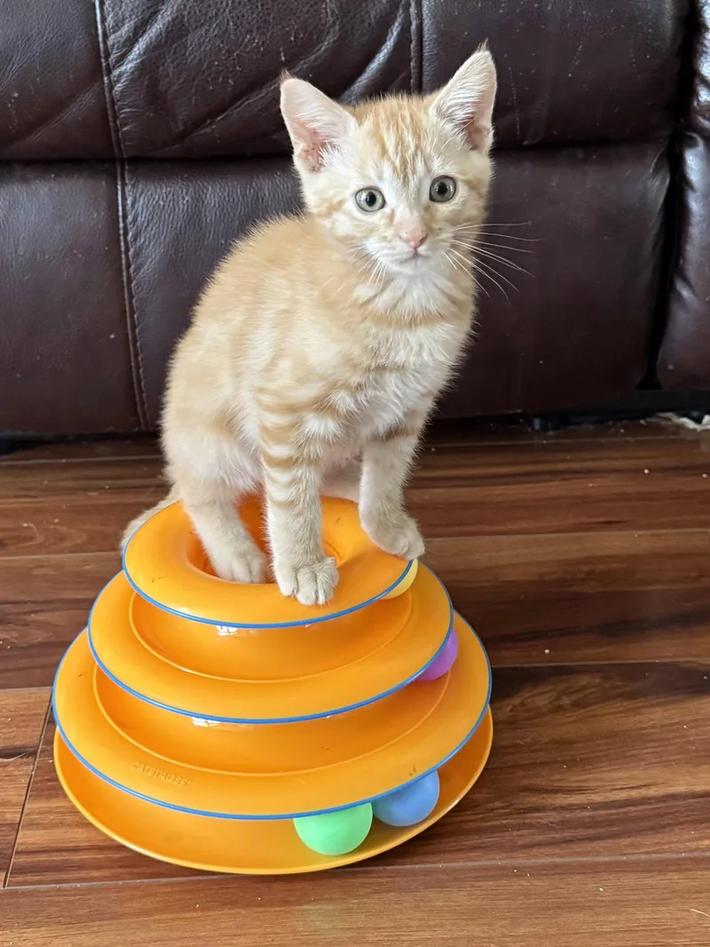 A baby medium-sized male Orange / Red Domestic Medium Hair cat named Cheeto for adoption in Antioch, CA