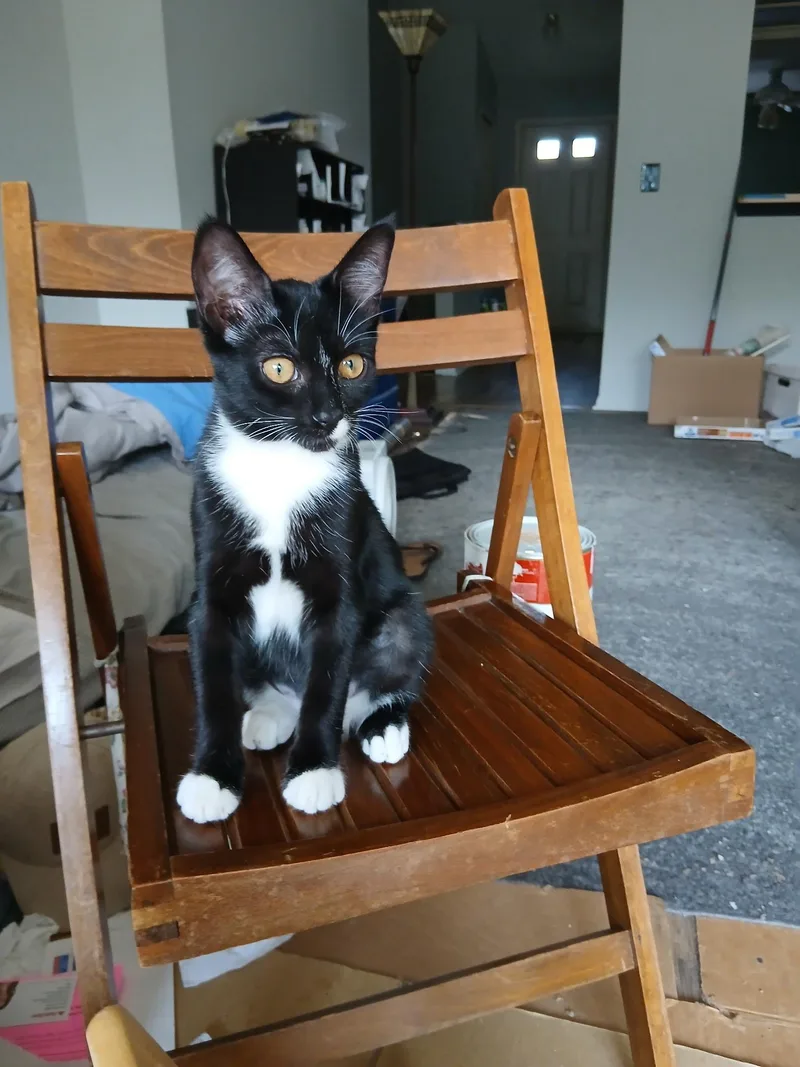 A baby medium-sized female Black & White / Tuxedo Domestic Short Hair cat named Danielle for adoption in Clawson, MI
