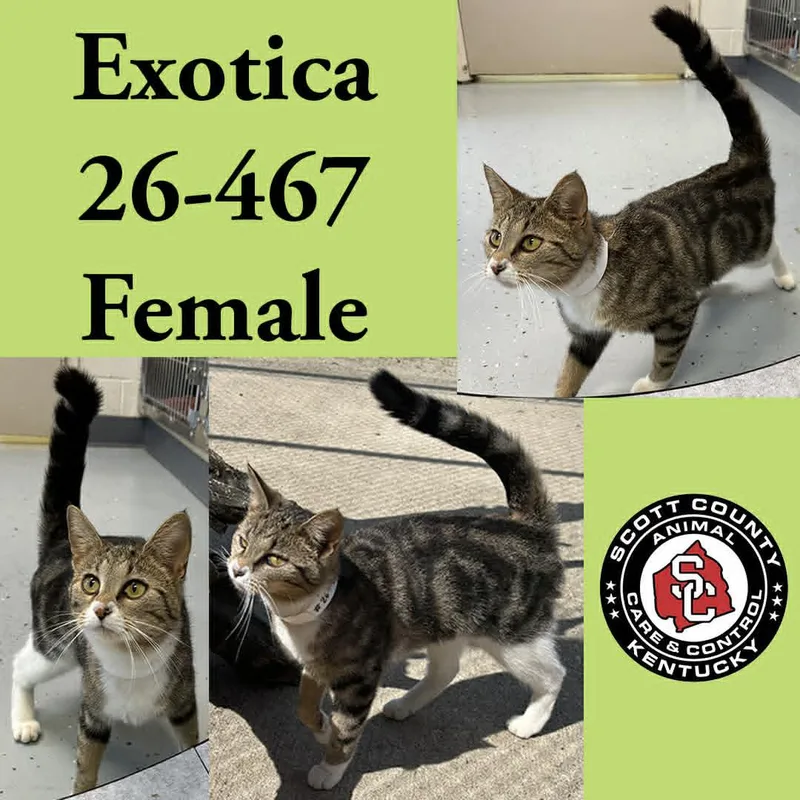 An adult small-sized female Domestic Short Hair cat named Exotica for adoption in Georgetown, KY