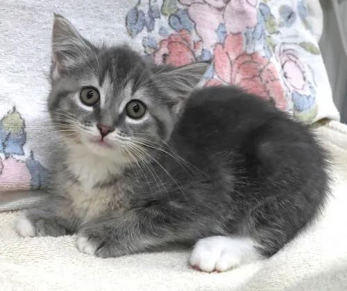 A baby medium-sized female Domestic Short Hair cat named Zelena for adoption in Thief River Falls, MN