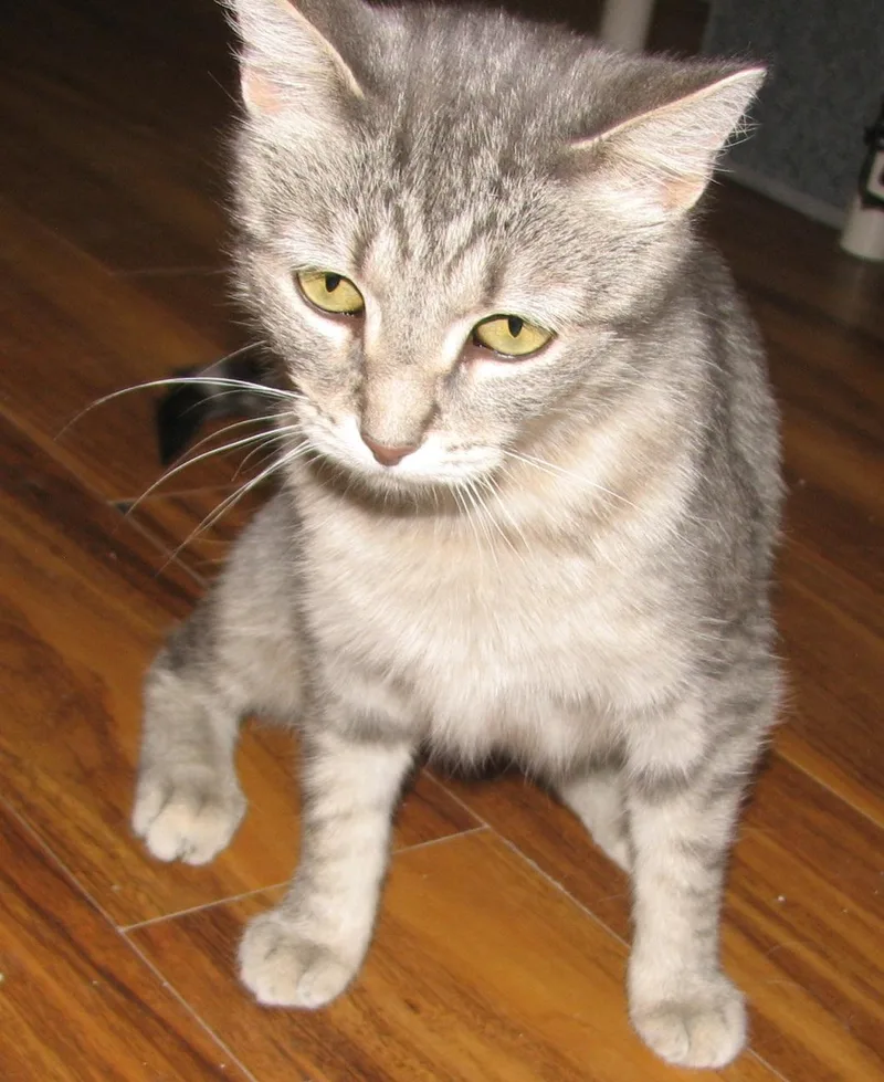 An adult medium-sized female Tabby cat named Stacy for adoption in Lawrenceburg, KY