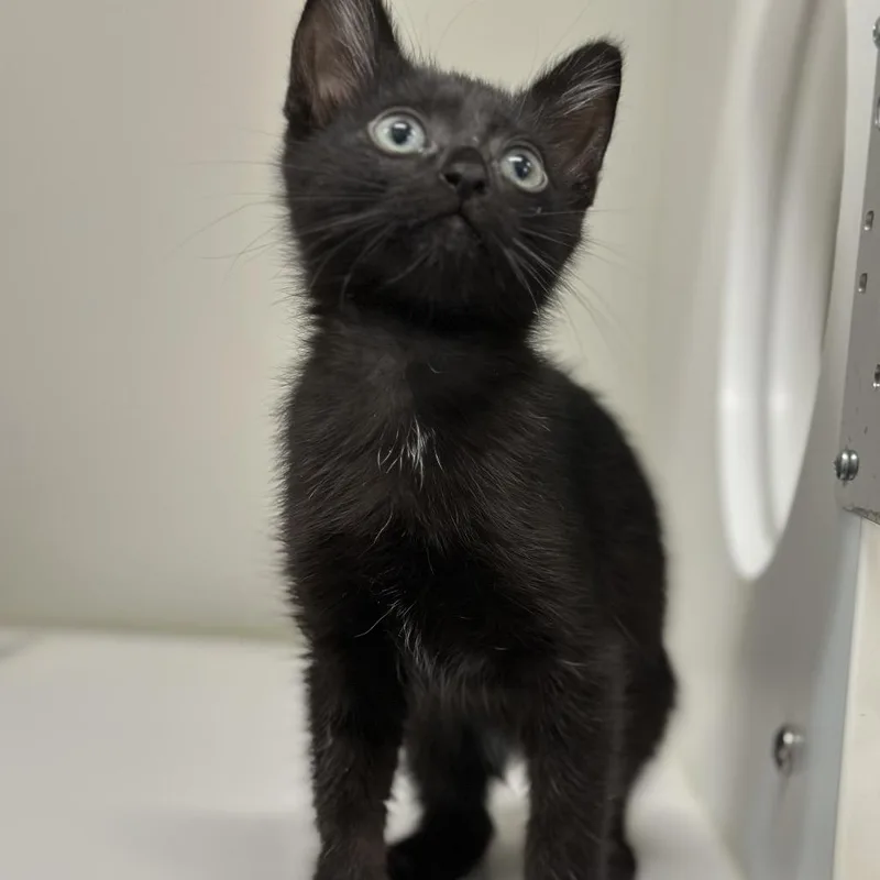 A baby small-sized male Domestic Short Hair cat named Speedo for adoption in Phoenix, AZ