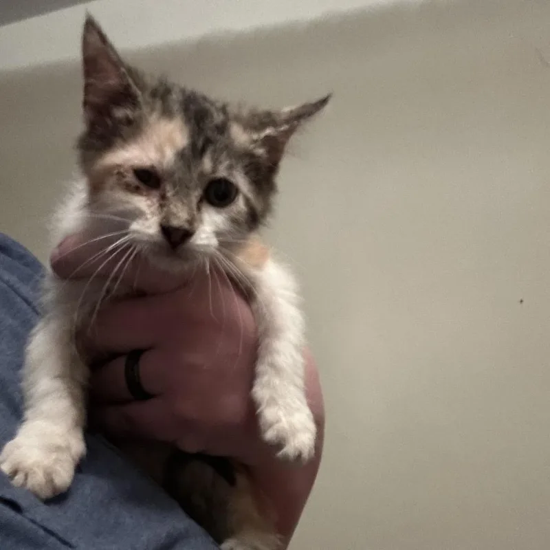 A baby small-sized female Domestic Short Hair cat named Dandelion for adoption in Pittsburg, KS