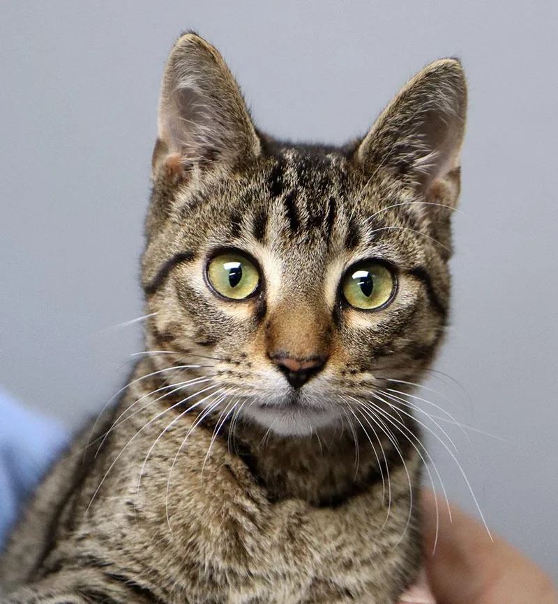 A baby medium-sized male Tabby (Brown / Chocolate) Domestic Short Hair cat named Benito for adoption in Kansas City, KS