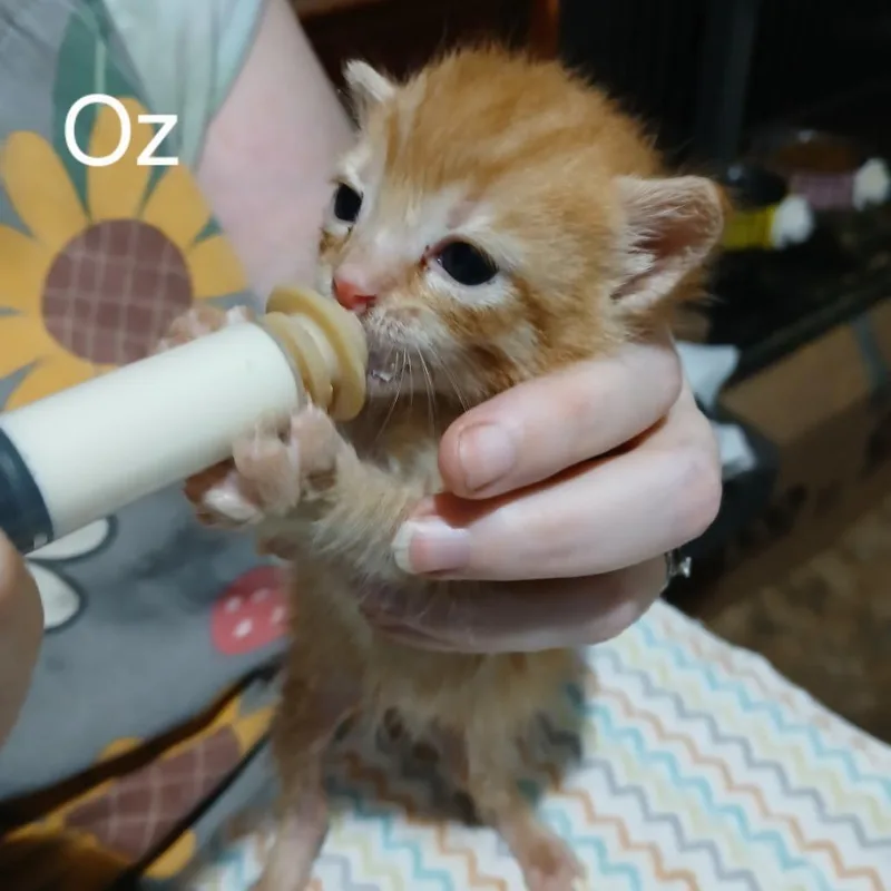 A baby small-sized male Brown / Chocolate Domestic Short Hair cat named Oz for adoption in Gainesville, FL