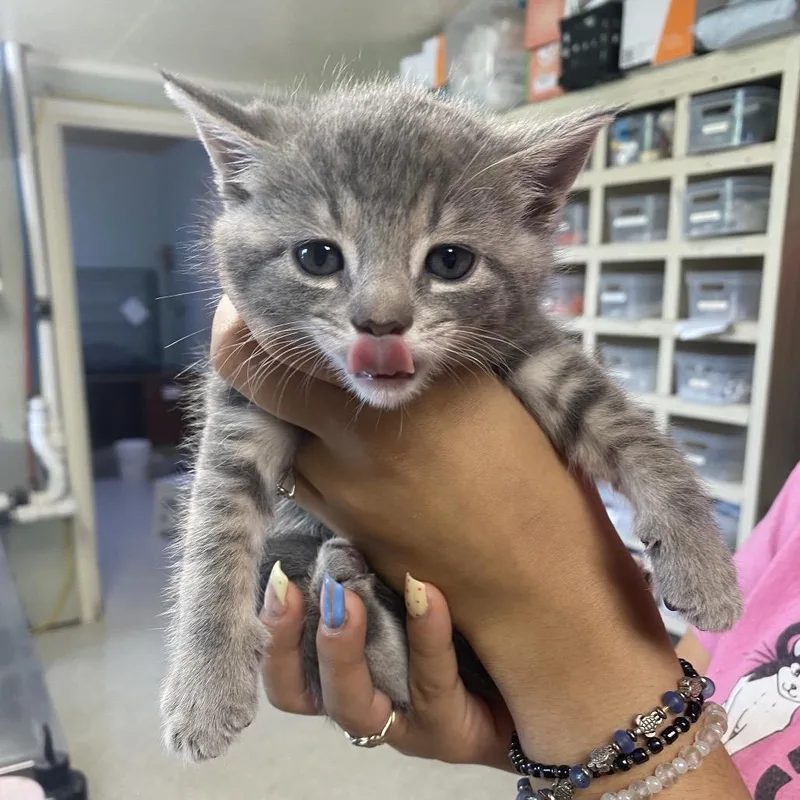 A baby small-sized female Gray / Blue / Silver Domestic Short Hair cat named Thrifty for adoption in Mount Juliet, TN