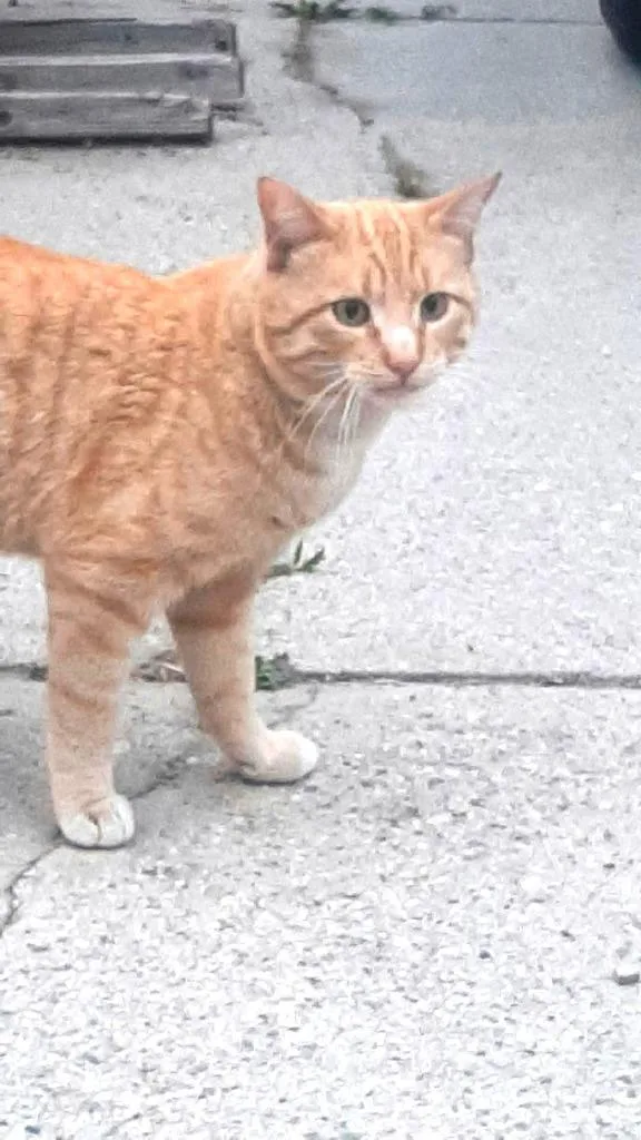 A young medium-sized male Domestic Short Hair cat named Chester for adoption in Ogden, UT