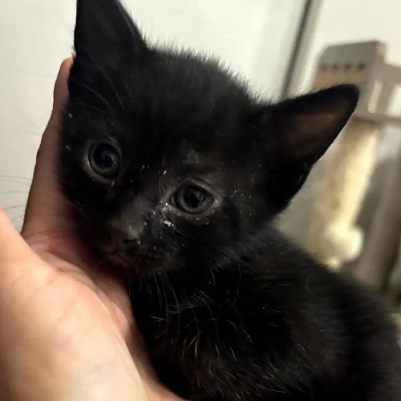 A baby small-sized male Black Domestic Short Hair cat named Artemis for adoption in League City, TX