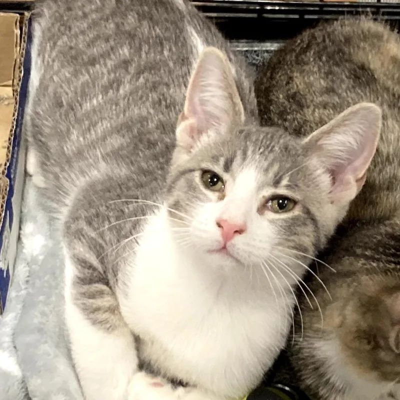 A baby small-sized male Gray / Blue / Silver Domestic Short Hair cat named Charlie for adoption in Springfield, IL