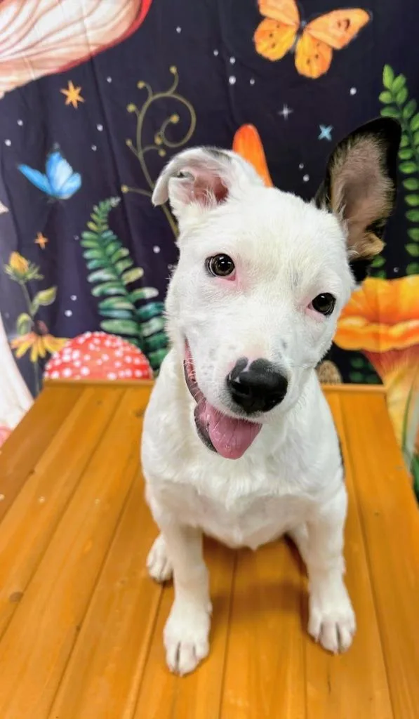 A baby small-sized female Labrador Retriever dog named Libby for adoption in Bryant, AR