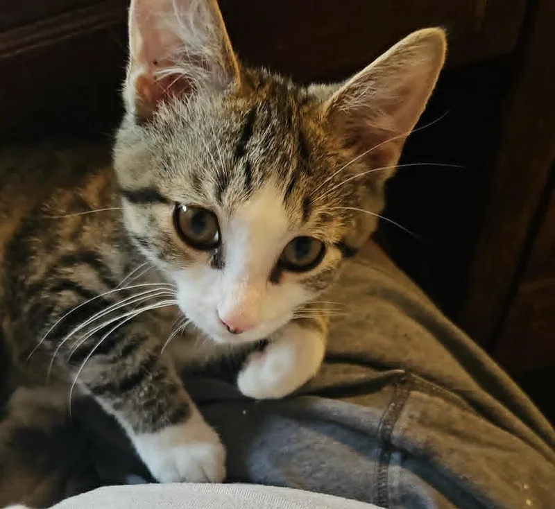 A baby small-sized male Domestic Short Hair cat named Biscuit for adoption in South Bend, IN