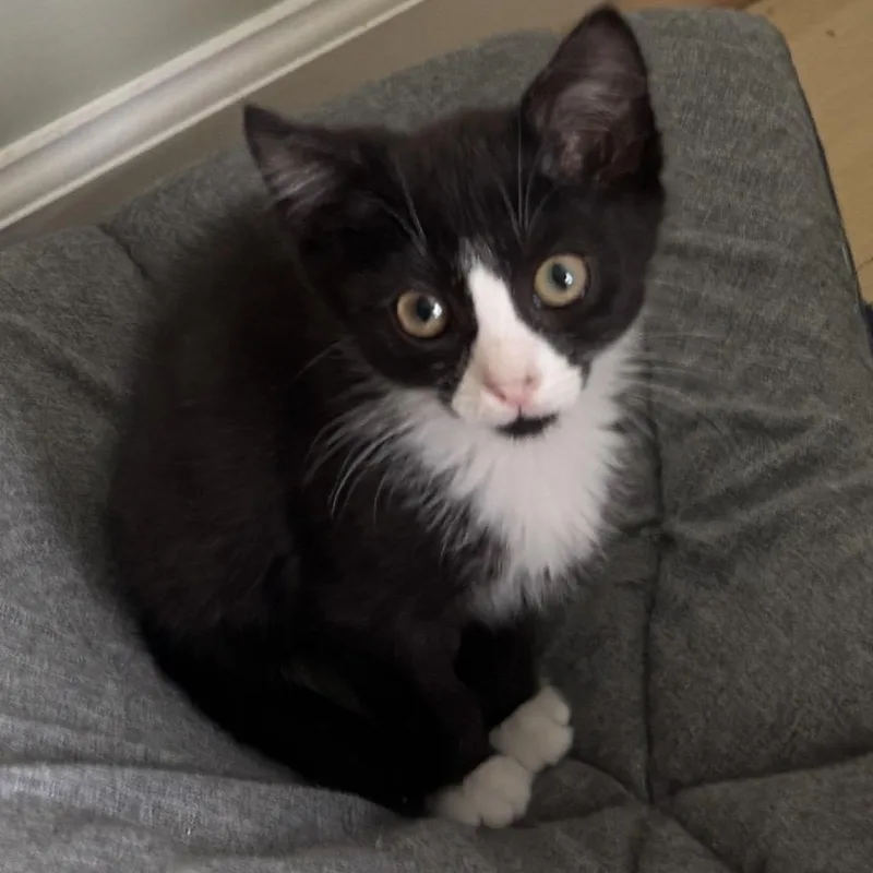A baby small-sized female Black Domestic Short Hair cat named Posey for adoption in Harrisonburg, VA