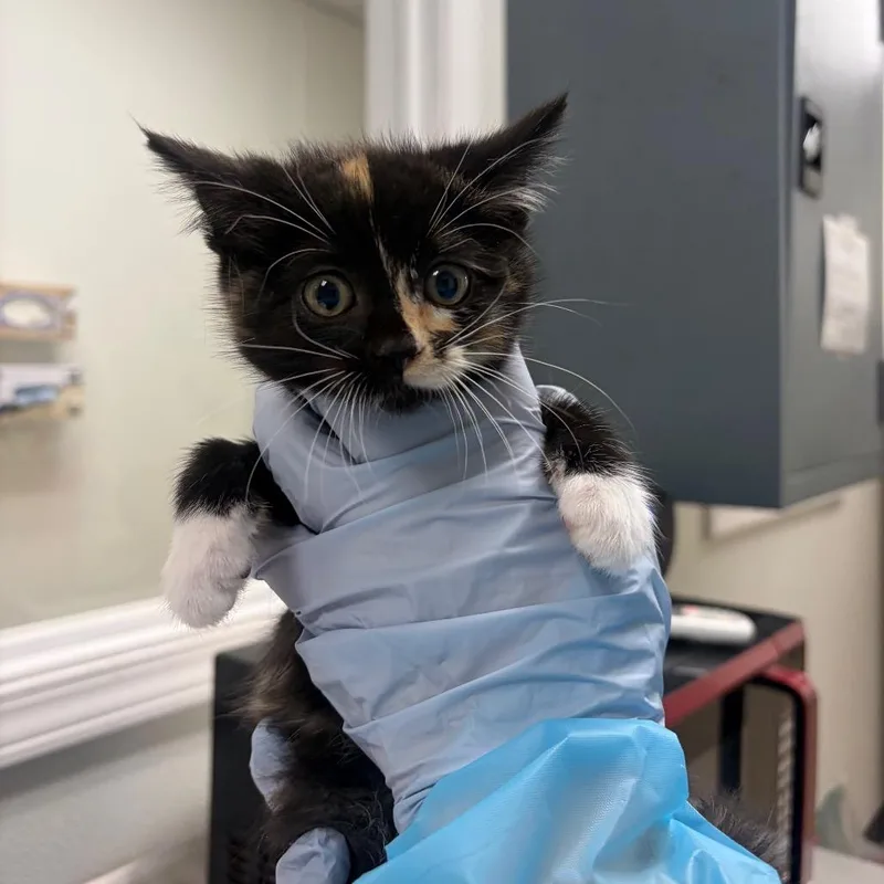 A baby small-sized female Orange / Red Domestic Short Hair cat named Acrylic Paint for adoption in Pekin, IL