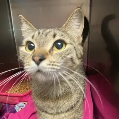A young small-sized female Brown / Chocolate Domestic Short Hair cat named Yahoo for adoption in Chehalis, WA