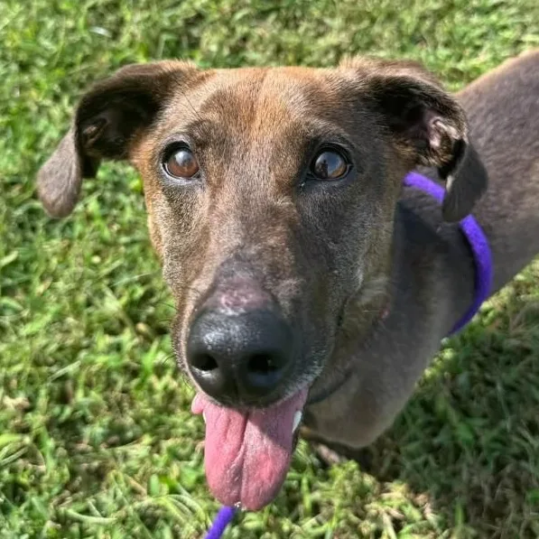 An adult small-sized female Dachshund dog named Pad Thai for adoption in Manassas, VA