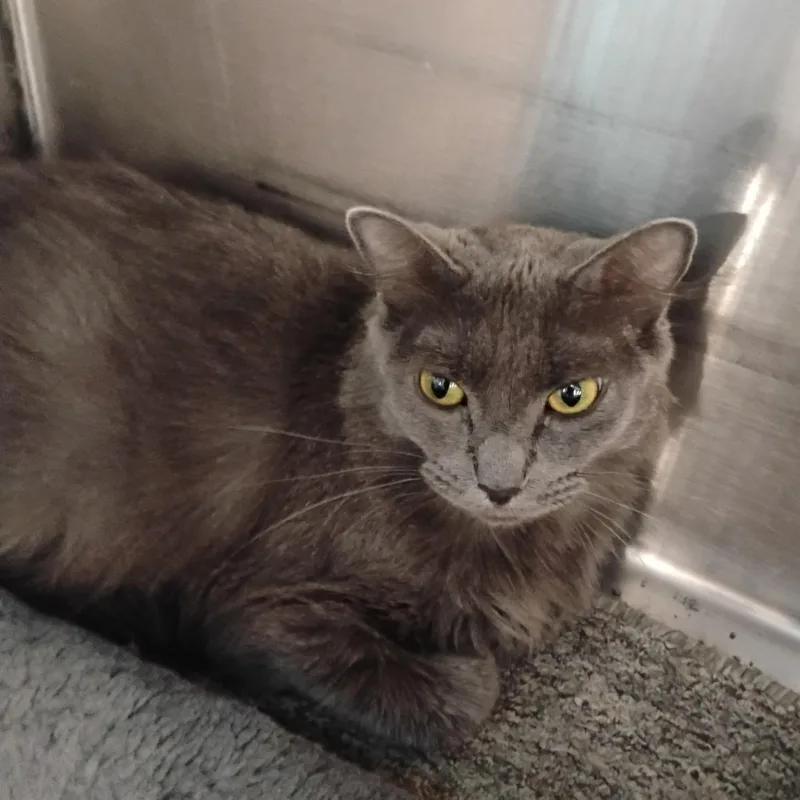 An adult medium-sized female Gray / Blue / Silver Domestic Long Hair cat named Princess for adoption in Clawson, MI