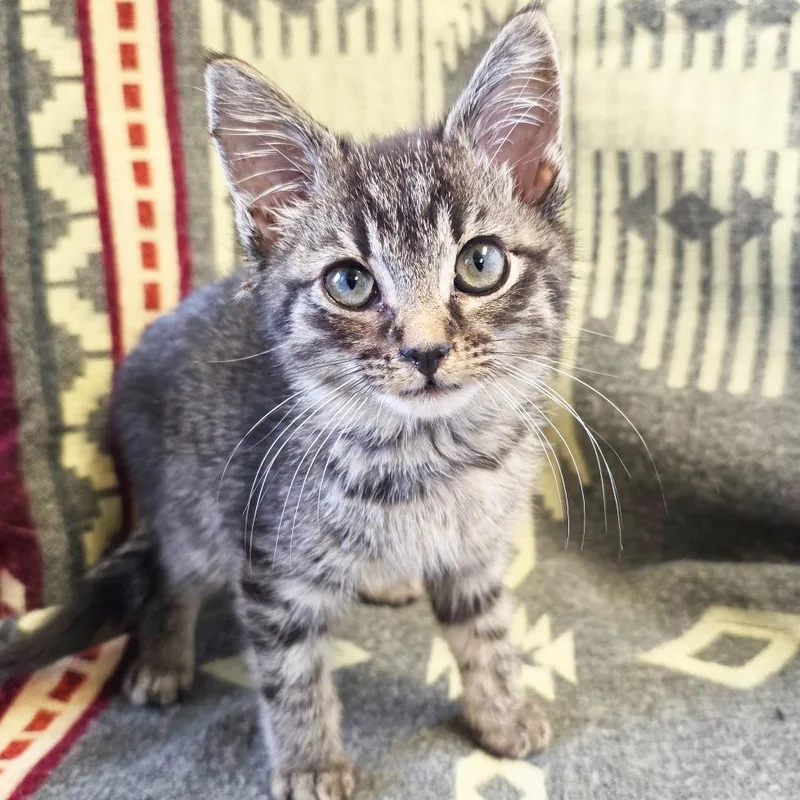 A baby small-sized male Brown / Chocolate Domestic Short Hair cat named Musa for adoption in Mount Juliet, TN