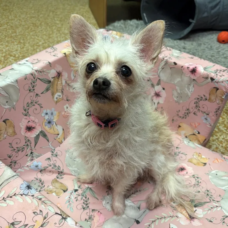 Maggie