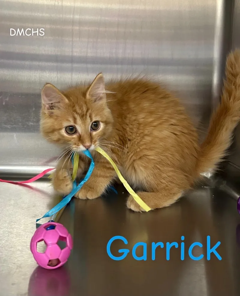 Garrick thumbnail 2