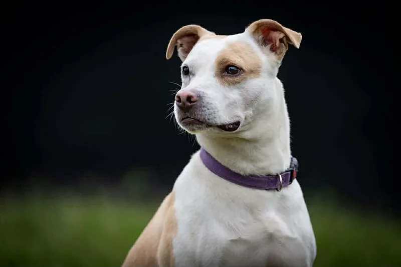An adult medium-sized male White / Cream American Staffordshire Terrier dog named Cooper for adoption in Tomball, TX