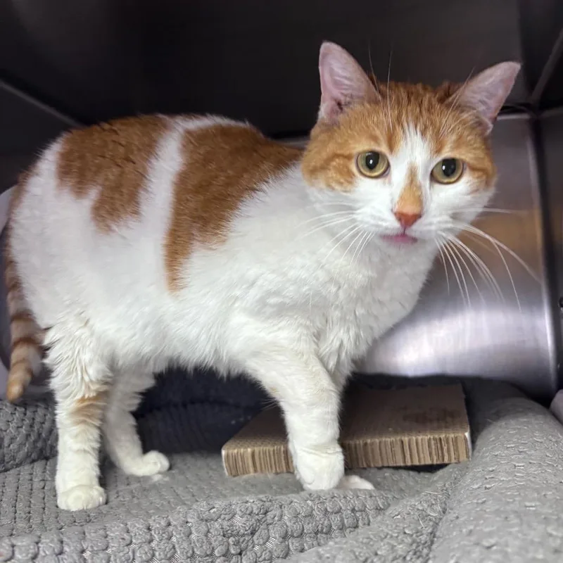 A senior medium-sized female White Domestic Short Hair cat named Skylar for adoption in Providence, RI