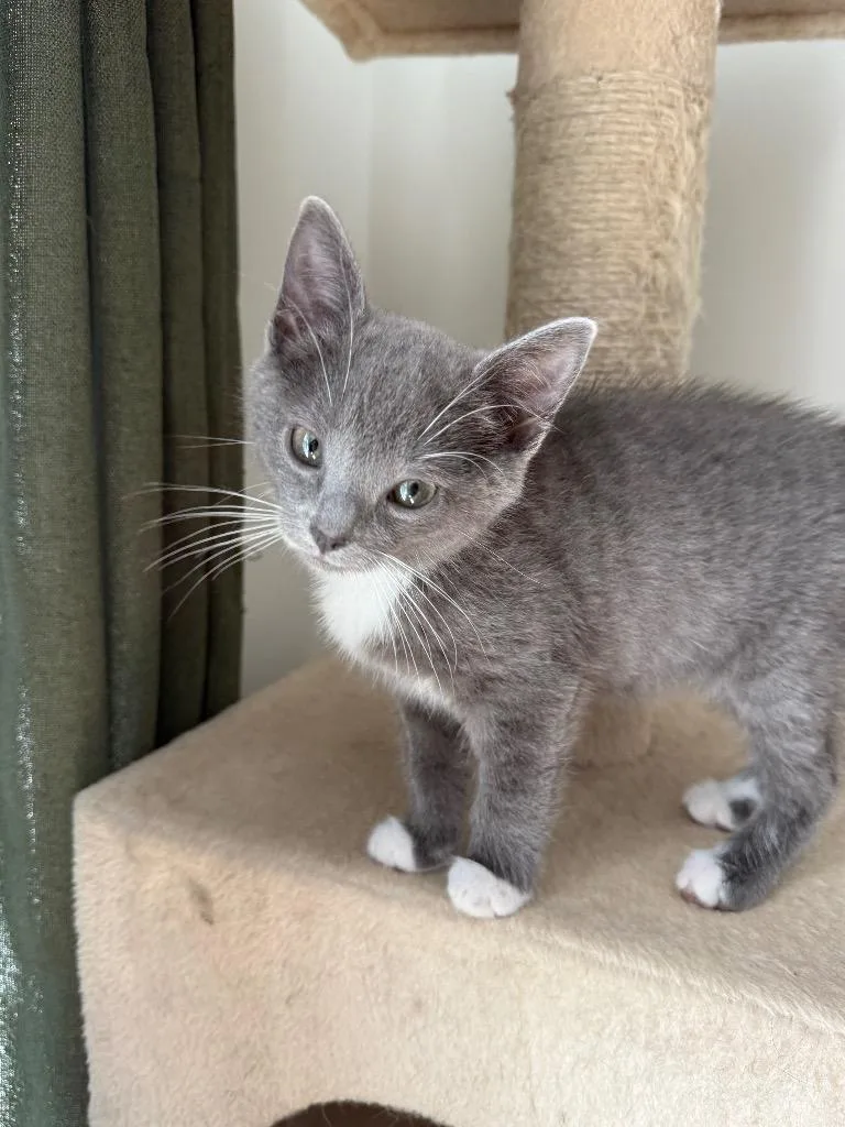 A baby small-sized female Domestic Short Hair cat named Ravioli for adoption in Gorham, ME