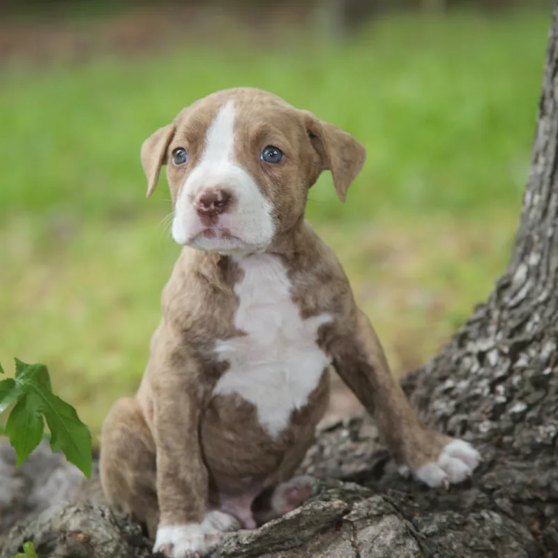 A baby medium-sized male Brindle Labrador Retriever dog named Tigger for adoption in Pawling, NY