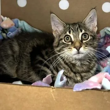 A baby small-sized male Brown / Chocolate Domestic Medium Hair cat named Nugget for adoption in Novelty, OH