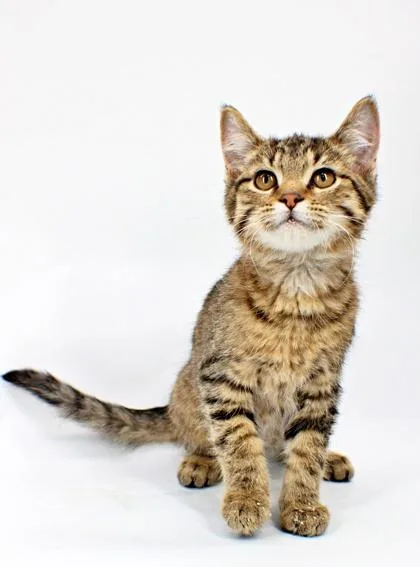 A baby small-sized male Domestic Short Hair cat named Zeppelin for adoption in Morton Grove, IL