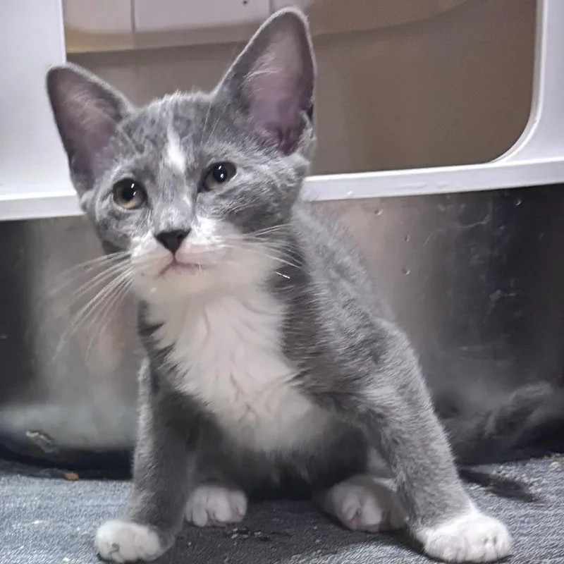 A baby small-sized female Gray / Blue / Silver Domestic Short Hair cat named Aloha C for adoption in Princeton, MN