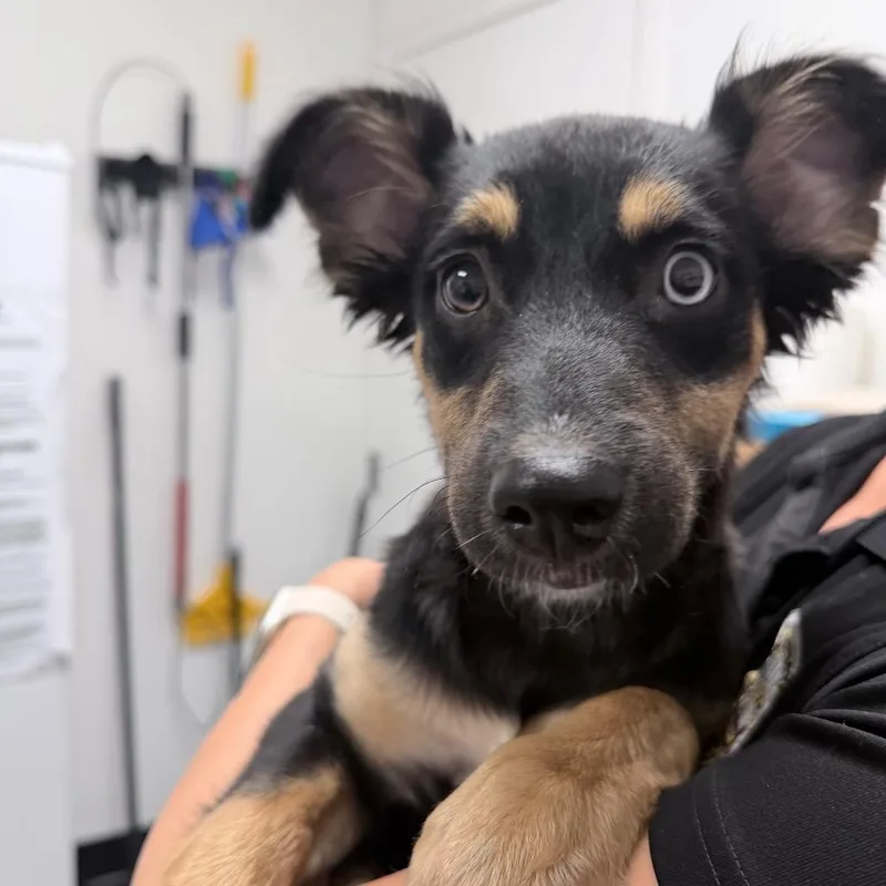 A baby small-sized female Black Shepherd dog named Banana for adoption in Henderson, NV