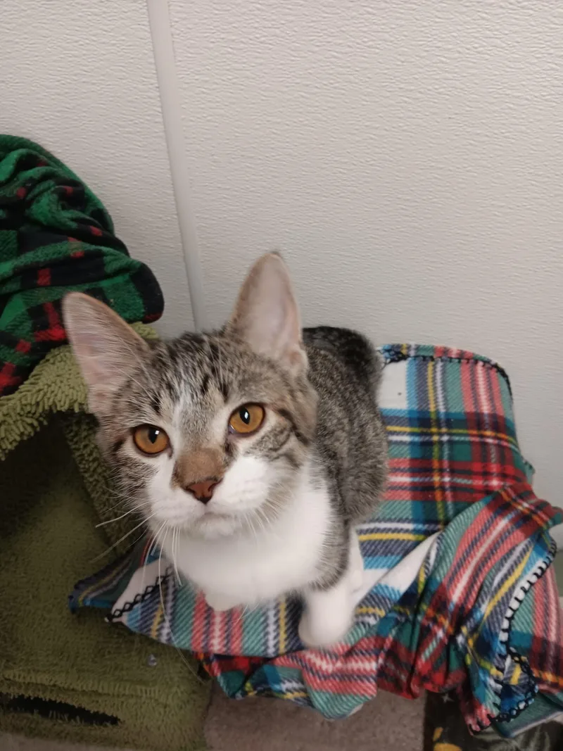 A young medium-sized male Domestic Short Hair cat named Eeyore for adoption in Centralia, IL