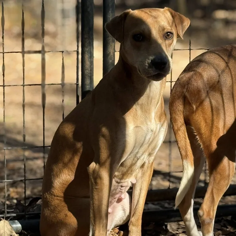An adult medium-sized female Mixed Breed dog named Sysy for adoption in Long Island City, NY
