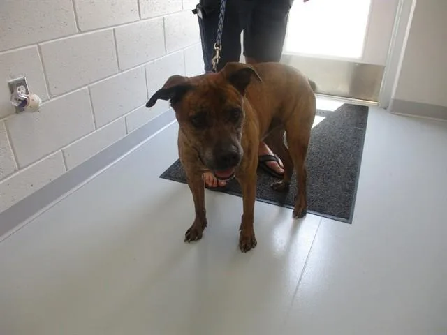 An adult medium-sized male Boxer dog named Waluigi for adoption in Ocala, FL