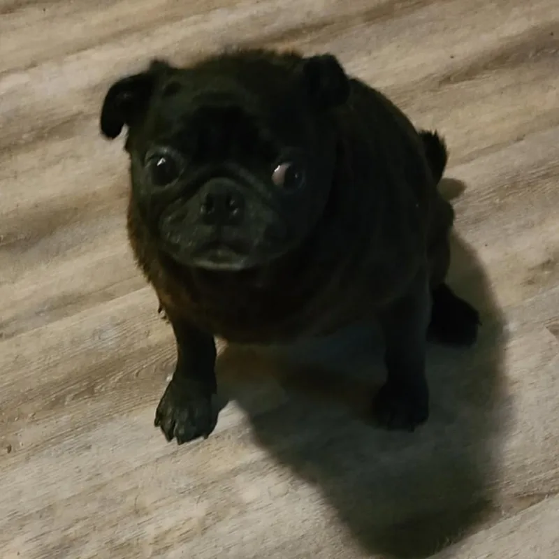 A senior small-sized female Black Pug dog named Tina for adoption in Lake Jackson, TX