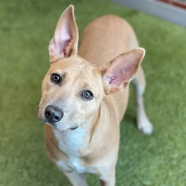 A young medium-sized female Pit Bull Terrier dog named Melrose for adoption in Edmond, OK