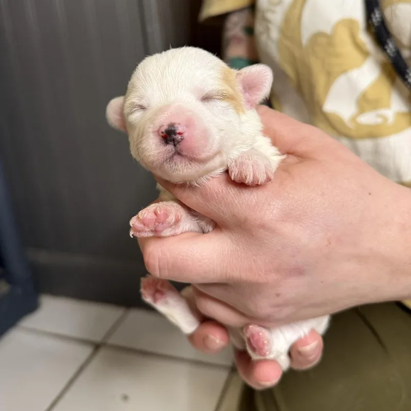 A baby small-sized female White / Cream Terrier dog named La for adoption in Madison, WI