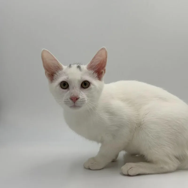 A baby small-sized male Domestic Short Hair cat named Imposter for adoption in State College, PA