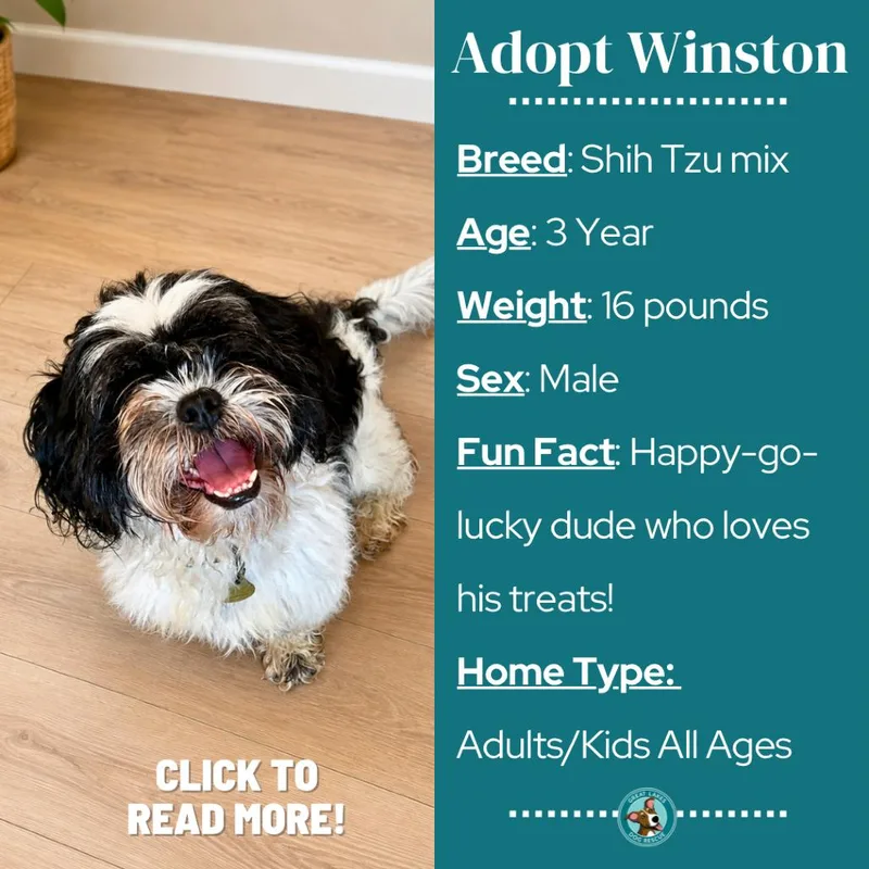 Winston