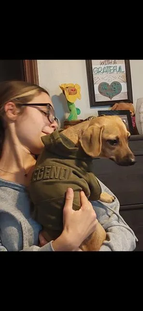 A baby small-sized male Dachshund dog named Perfect Peanut for adoption in Randolph, MA
