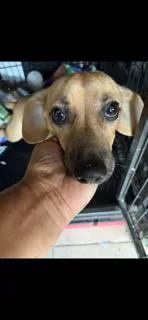 Perfect Peanut thumbnail 2