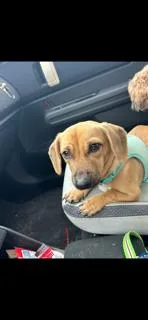 Perfect Peanut thumbnail 6