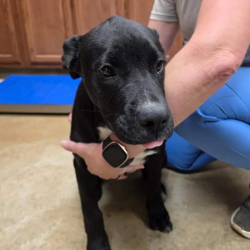 A young medium-sized male Boxer dog named Minnie for adoption in Cumberland, RI