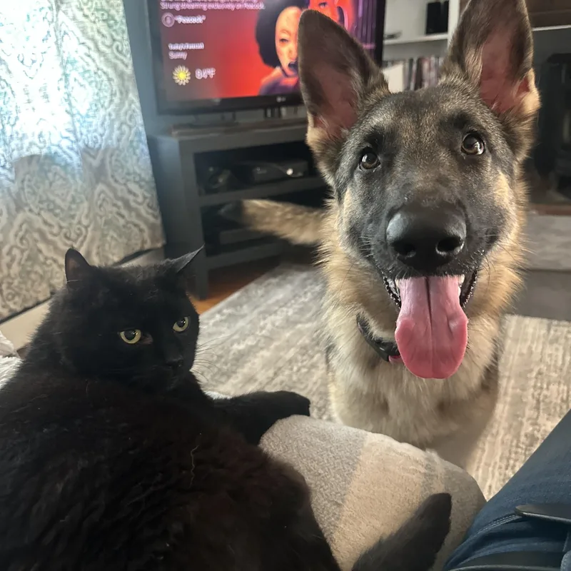 A young medium-sized female Sable German Shepherd Dog dog named Amelia for adoption in Alexandria, LA
