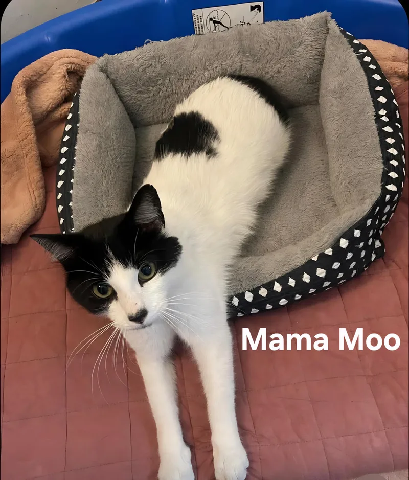 A young medium-sized female Black & White / Tuxedo Domestic Short Hair cat named Mama Moo for adoption in Chicopee, MA