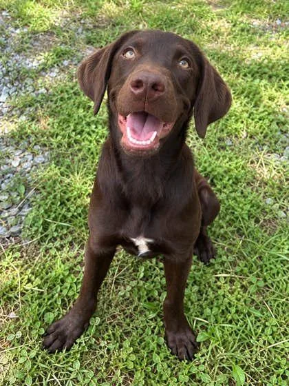 A young medium-sized male Retriever dog named Red for adoption in Palm Coast, FL