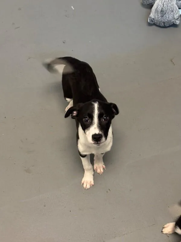 A baby medium-sized male Black Border Collie dog named Booker for adoption in Van Nuys, CA